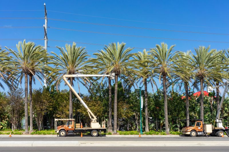 Contact About Palm Tree Pruning