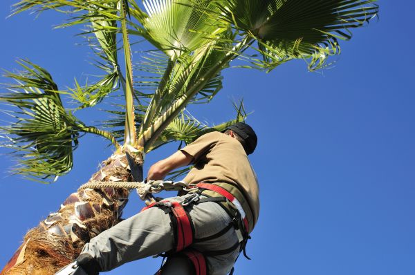 Palm Tree Trimming