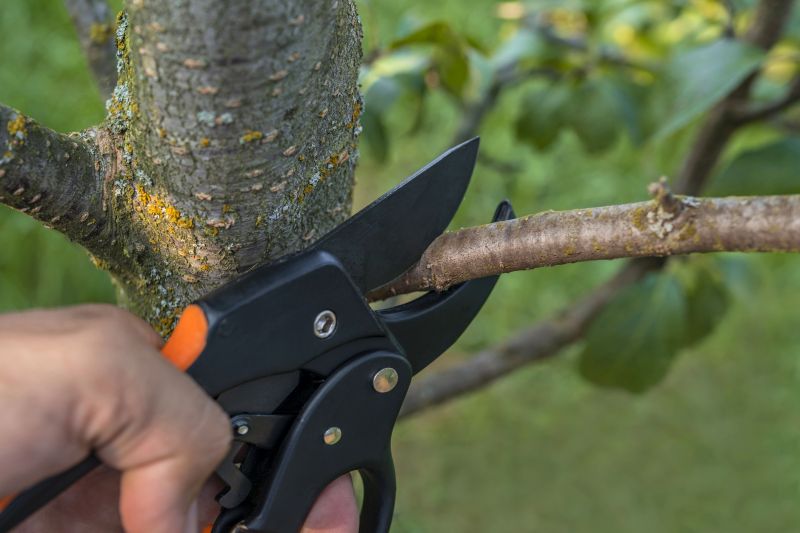Pruning in Spring