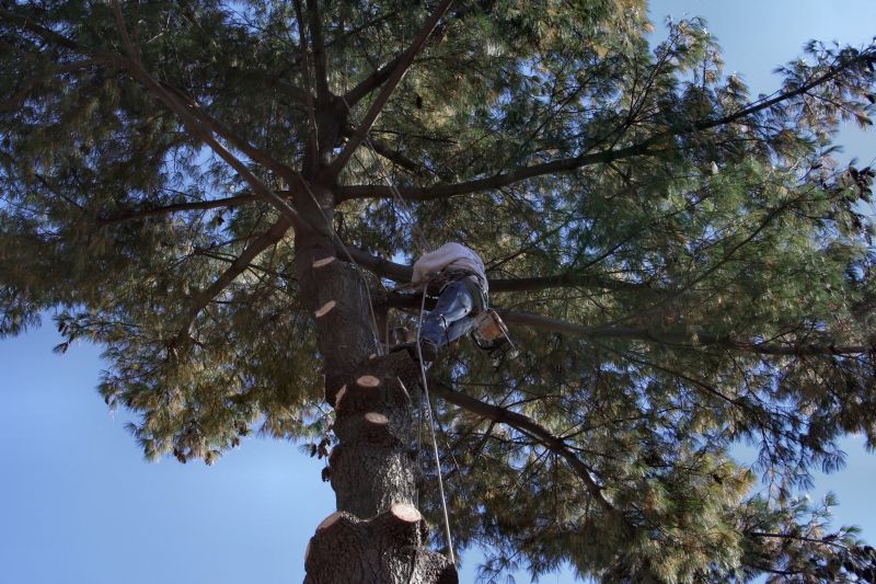 The Importance Of Regular Tree Trimming For Property Safety