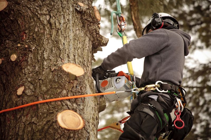 Experienced Arborists